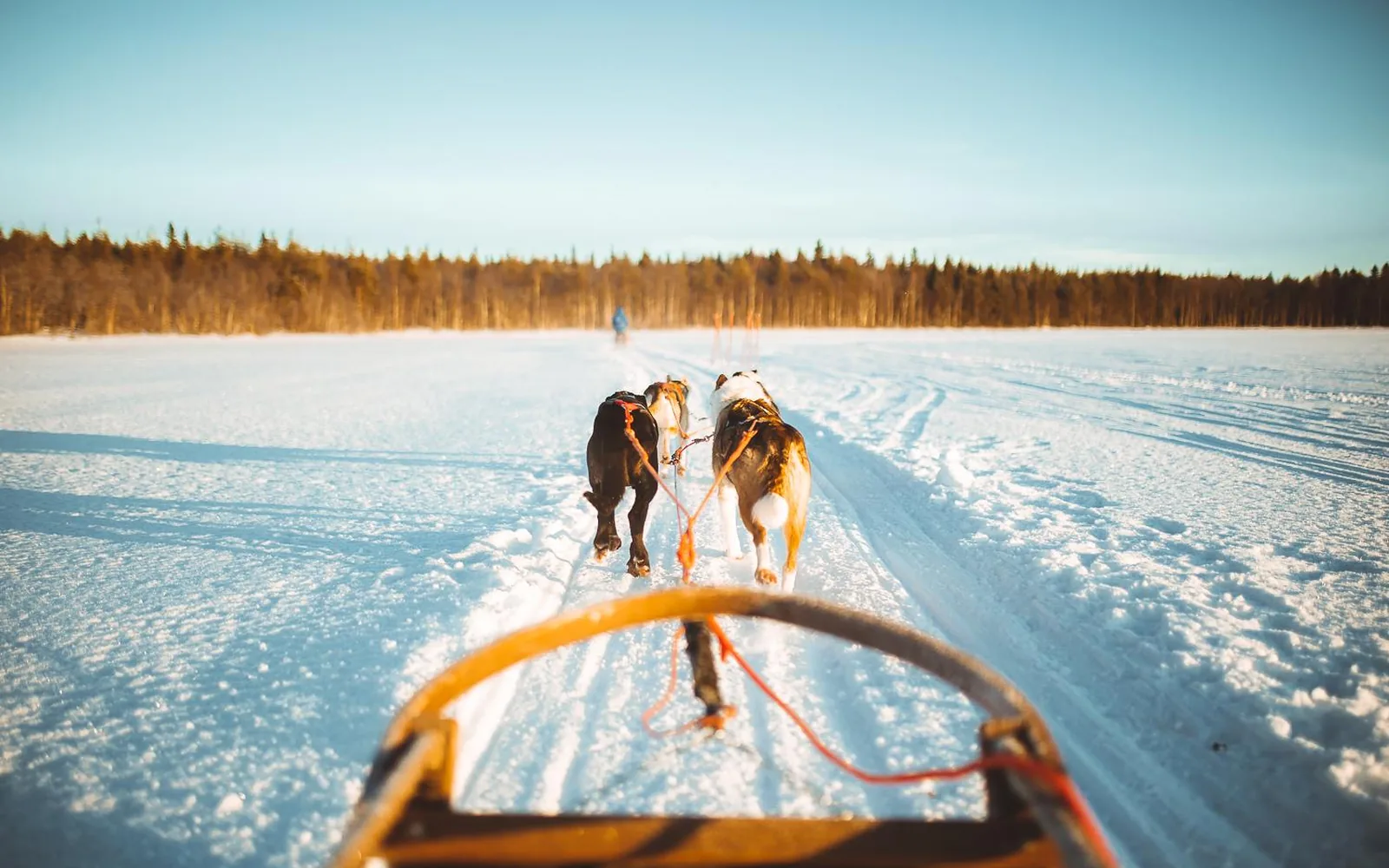 Der Blick über ein Husky-Gespann von den Kufen des Schlittens in Lappland bei Sonnenaufgang