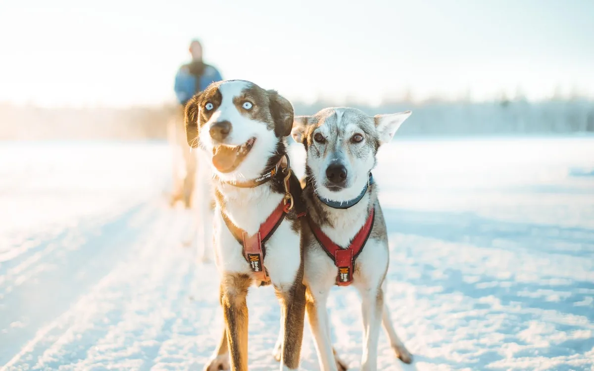Zwei Alaskan Huskies im Geschirr im Schnee