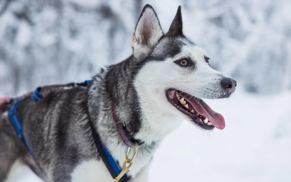 Retrato cercano de un husky de Alaska en la nieve cerca de Rovaniemi