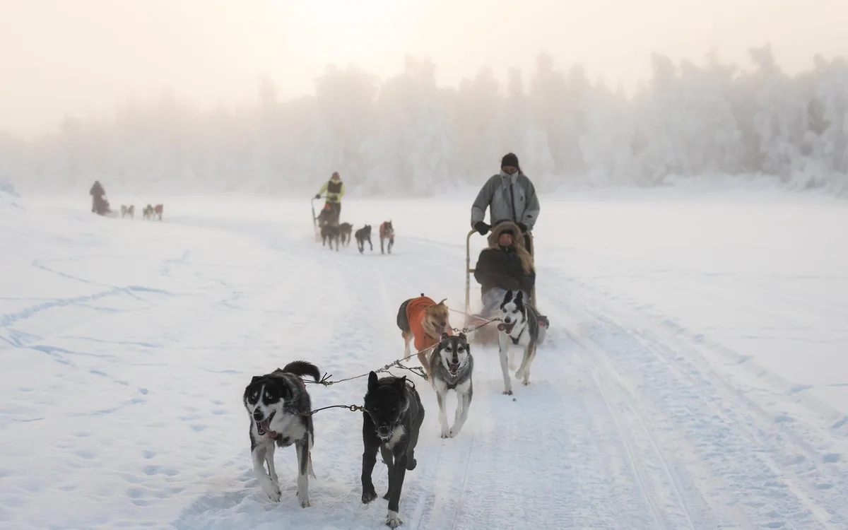 Une équipe de huskies courant dans la brume par un matin d’hiver en Laponie