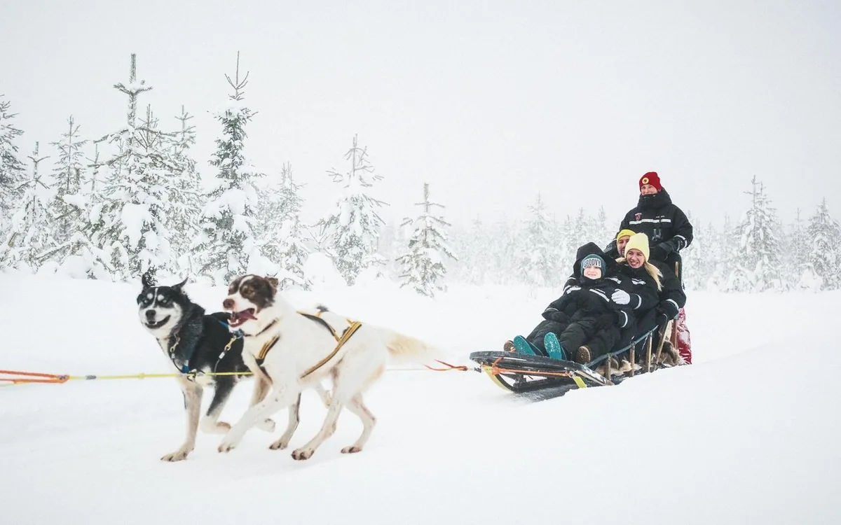 Zwei Personen fahren ihren eigenen Huskyschlitten durch einen verschneiten Wald in Lappland