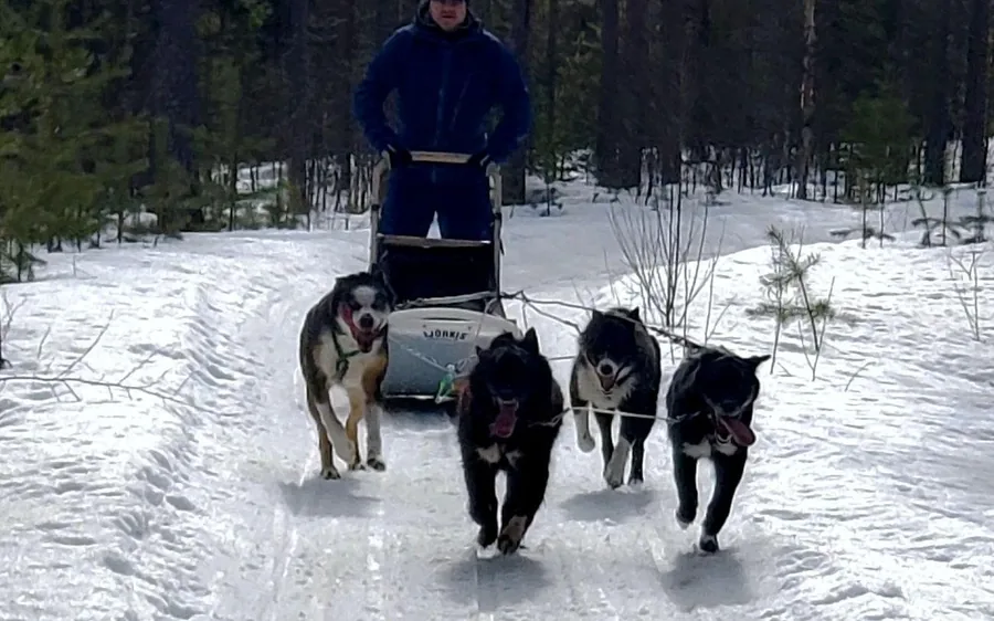 Ein Husky-Schlitten in einem verschneiten Wald in Lappland auf einer längeren Safari