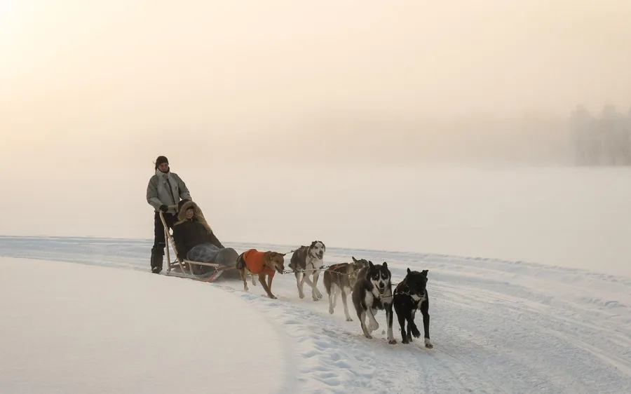 Ein Husky-Gespann läuft an einem Wintermorgen in Lappland durch den Nebel
