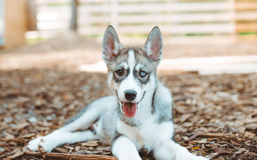 Ein Husky-Welpe liegt im Schnee auf einer Farm bei Rovaniemi