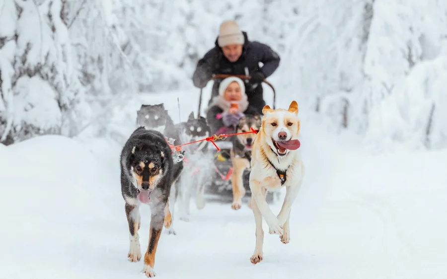 Eine Familie fährt in einem Husky-Schlitten durch den Wald in Lappland