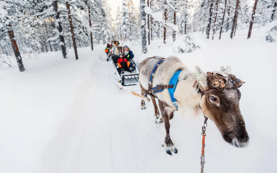 Ein Rentier zieht einen Holzschlitten durch den Schnee in Lappland