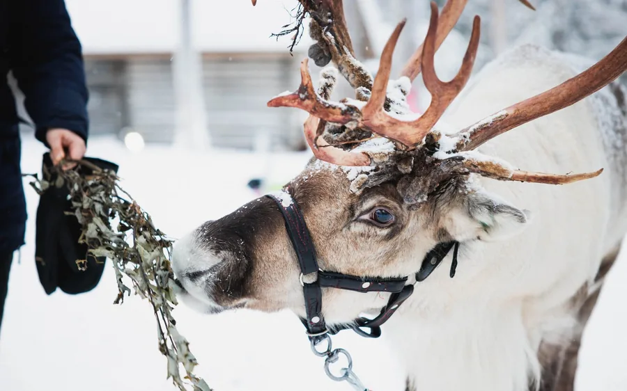 Ein Besucher füttert ein Rentier im Schnee nahe dem Santa Claus Village