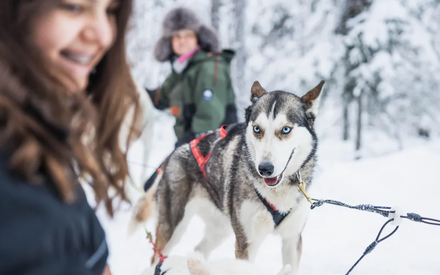 Besucher treffen Huskies auf einer Farm vor den Toren Rovaniemis