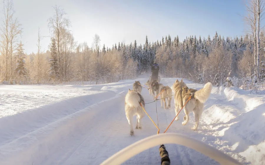 Ein Husky-Gespann läuft auf einem verschneiten Pfad durch den Wald in Lappland