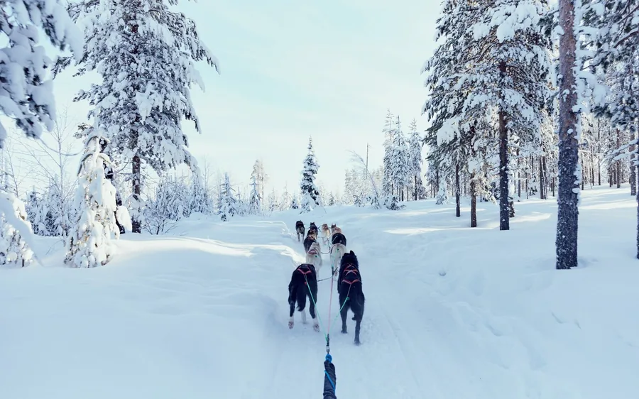 Ein Husky-Gespann läuft über eine verschneite Strecke nahe dem Santa Claus Village
