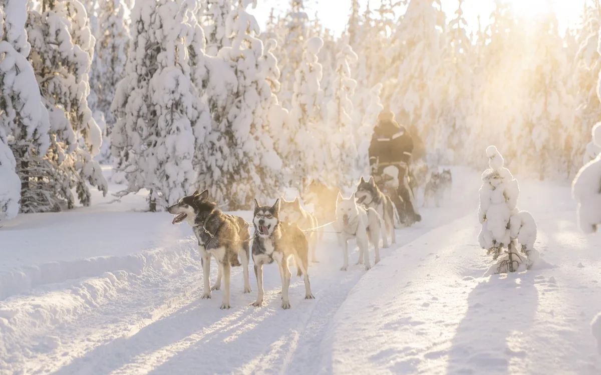 Ein Husky-Team läuft über einen zugefrorenen See in Lappland