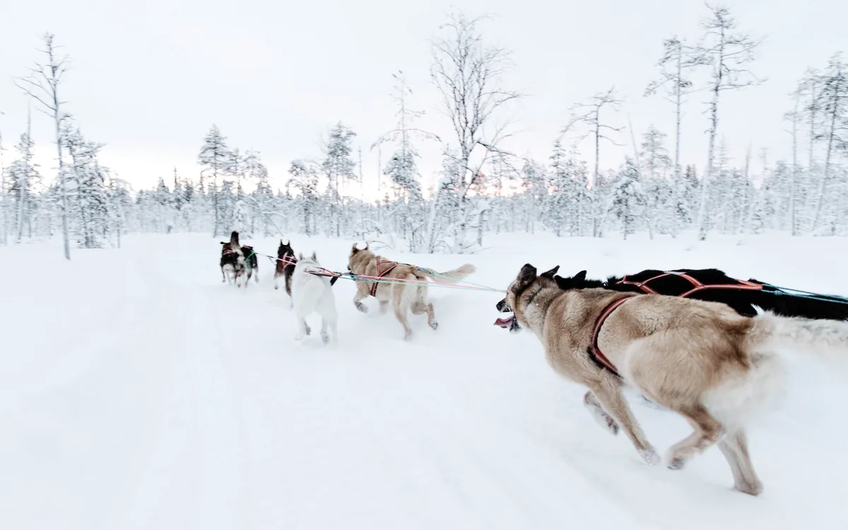 ロヴァニエミ近郊の冬空の下に広がる雪のラップランドの森